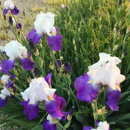 Bed & Breakfast D'hotes De La Plano 3*